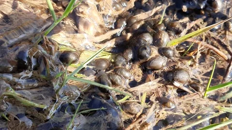 Snails in the water. Stock Footage 138072535