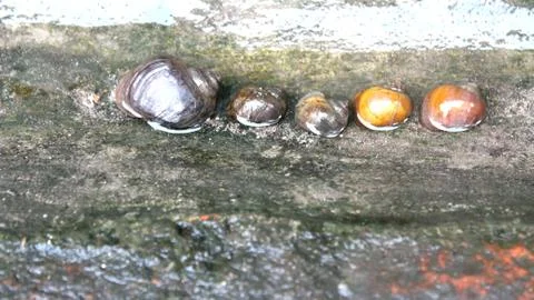 Snails in the water Stock Photos