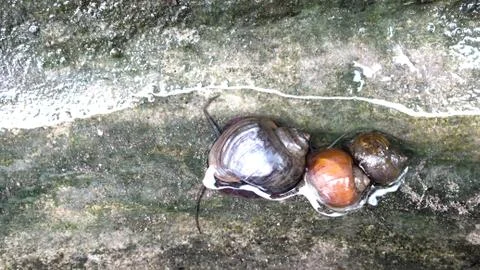 Snails in the water Stock Photos