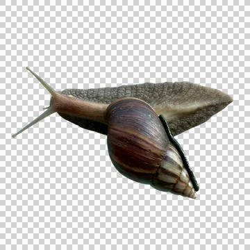 Snails on white background -1 Stock Photos