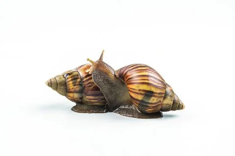 Snails on white background  ,Can convey the love of family Stock Photos