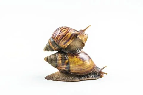 Snails on white background  ,Can convey the love of family Foto stock