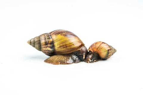 Snails on white background  ,Can convey the love of family Stock Photos