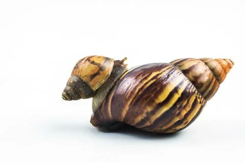 Snails on white background  ,Can convey the love of family Stock Photos
