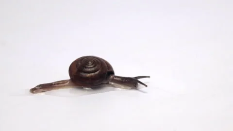 Snails on a white background Stock Footage 158784545