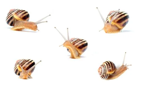 Snails on white background Stock Photos