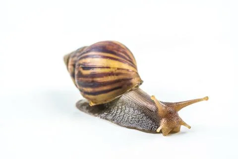 Snails on white background Stock Photos
