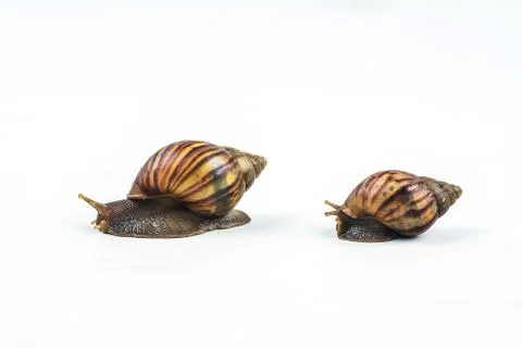Snails on white background Stock Photos