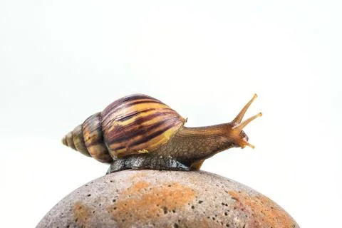 Snails on white background Stock Photos