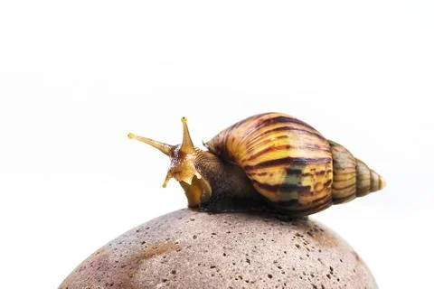 Snails on white background Stock Photos