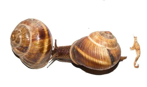 Snails on a white background. Stock Photos