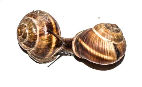Snails on a white background. Stock Photos