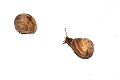 Snails on a white background. Stock Photos