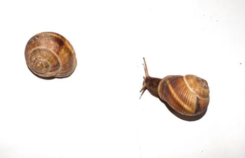 Snails on a white background. Stock Photos
