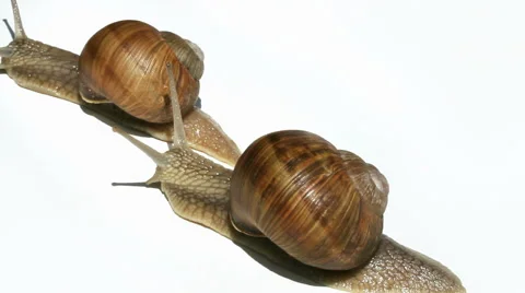 Snails on white Stockbeeldmateriaal 40728504