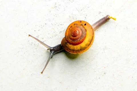 Snails on a white old plaster background, selective focus, and soft focus. Stock Photos