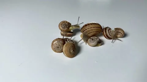 Snails on a white surface. Stock Footage 131561557