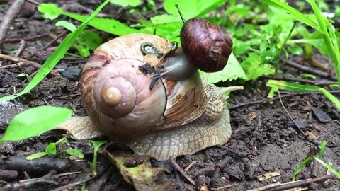 Snails in the wild environment Stock Footage 77003241