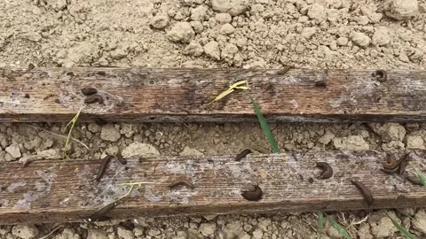 Snails without shells Arion Stock Footage 149431637