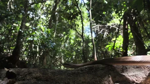 SNAKE 003 Stock Footage 163759765