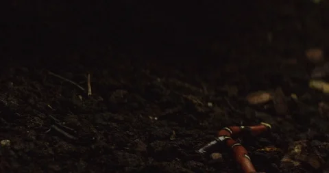 Snake 3 Stock Footage 91898105