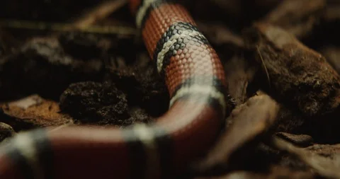 Snake 5 Stock Footage 91898190