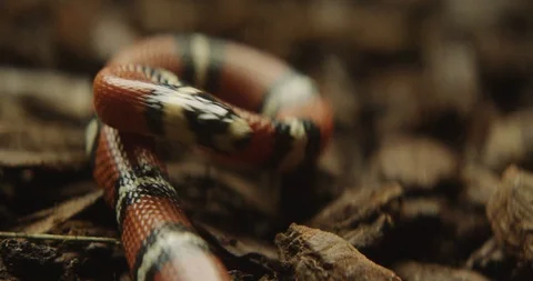 Snake 6 Stock Footage 91898213