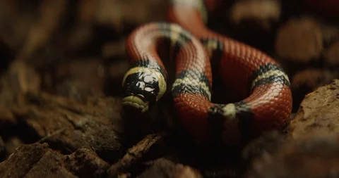 Snake 7 Stock Footage 91898220