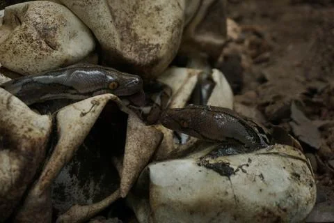 Snake activity Stock Photos