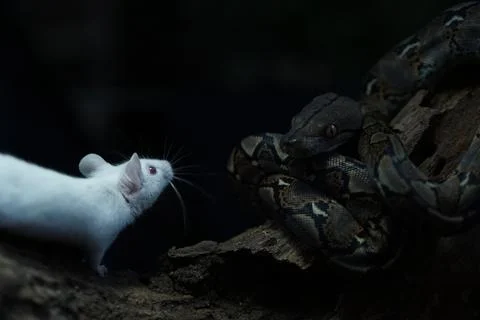 Snake activity Stock Photos