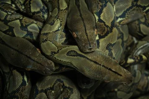 Snake activity Stock Photos