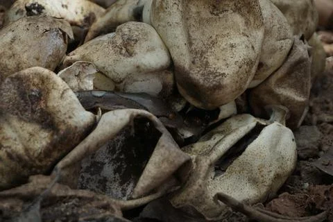 Snake activity Stock Photos