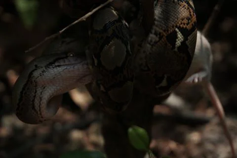 Snake activity Stock Photos