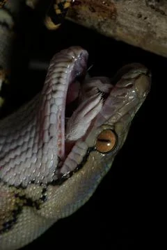 Snake activity Stock Photos