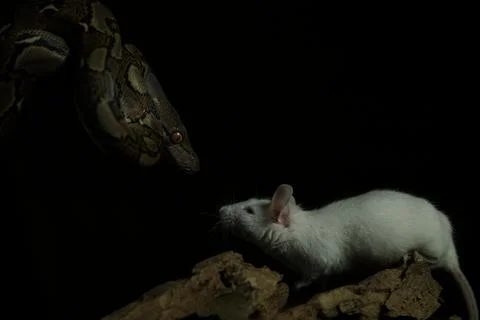 Snake activity Stock Photos