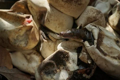 Snake activity Stock Photos