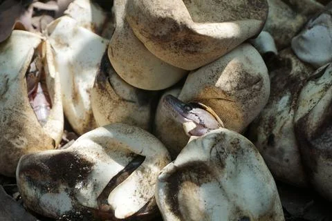 Snake activity Stock Photos