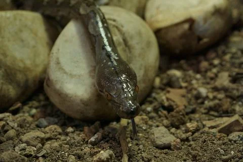 Snake activity Stock Photos