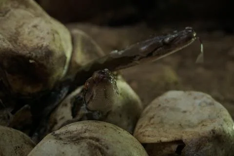 Snake activity Stock Photos