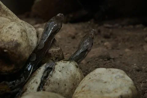 Snake activity Stock Photos