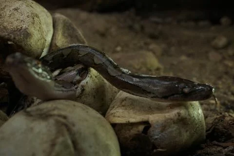 Snake activity Stock Photos