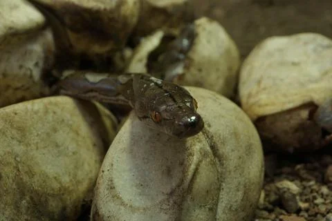 Snake activity Stock Photos