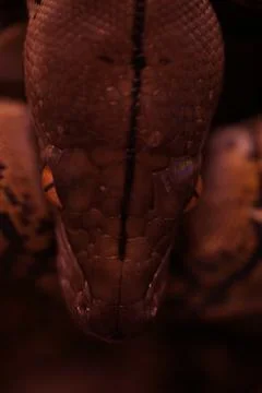 Snake activity Stock Photos