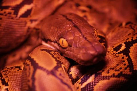 Snake activity Stock Photos