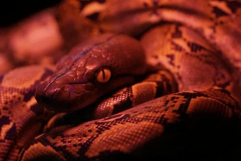 Snake activity Stock Photos