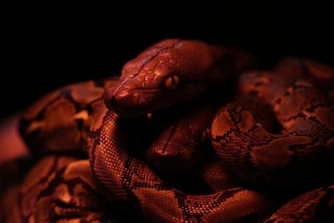 Snake activity Stock Photos