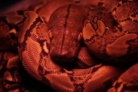 Snake activity Stock Photos