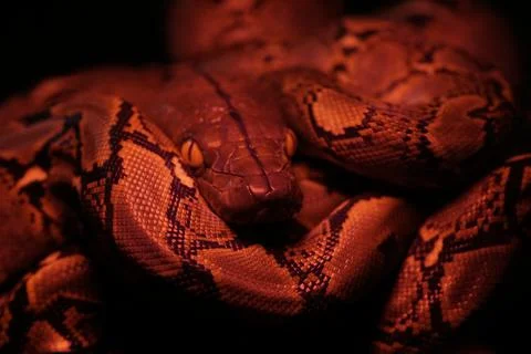 Snake activity Stock Photos