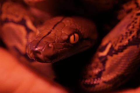 Snake activity Stock Photos