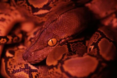 Snake activity Stock Photos